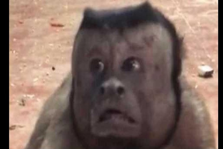 Món khoái khẩu của chú khỉ này là lạc, dâu tây, chuối và anh đào. Ảnh: Zee news.