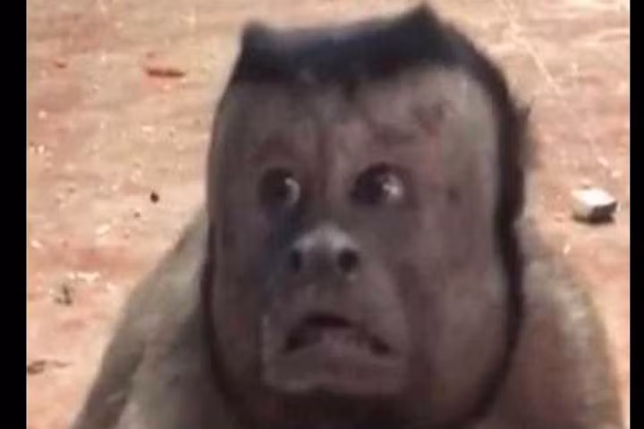 Món khoái khẩu của chú khỉ này là lạc, dâu tây, chuối và anh đào. Ảnh: Zee news.