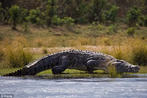 Du khách hốt hoảng chứng kiến cảnh cá sấu ăn thịt người Nhóm du khách người Anh và hướng dẫn viên của họ thấy rõ cảnh những con cá sấu đang xâu xé phần dưới của một thi thể người. Họ đã lập tức thông báo cho nhà chức trách địa phương về sự việc, nhưng khi cảnh sát tới điều tra thì thi thể đã biến mất. Người ta nghi ngờ nạn nhân là một kẻ săn trộm. Người đàn ông này có thể bị thương và cố gắng bơi qua sông
