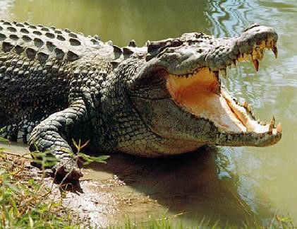 Bé trai 11 tuổi, người Papua New Guninea đã bị cá sấu dài 4 mét tấn công và ăn thịt khi đi bơi cùng bố mẹ trên sông Siloura thuộc tỉnh Gulf.