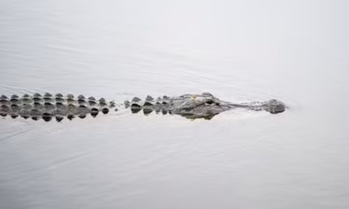 Cậu bé 2 tuổi bị cá sấu lôi xuống hồ ở hồ gần khu nghỉ dưỡng Grand Floridian của Disney ở Florida, Mỹ. Cha cậu bé cố gắng cứu cậu nhưng không thành, đành nhìn con bất lực bị cá sấu lôi xuống hồ cắn xé.