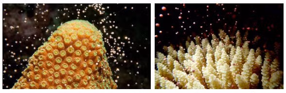 Với tình trạng nóng lên toàn cầu hiện nay, trong vòng 30 năm tới, biển có thể mất sạch san hô.