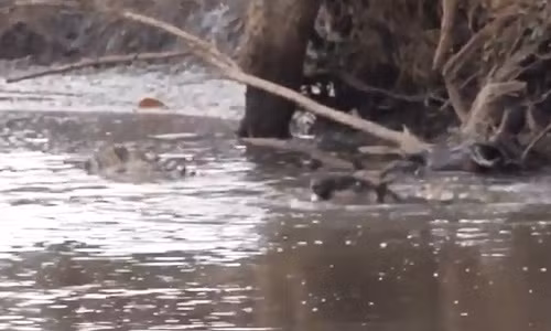 Cái kết bi thảm cho sự chủ quan không nên có của linh dương đầu bò.