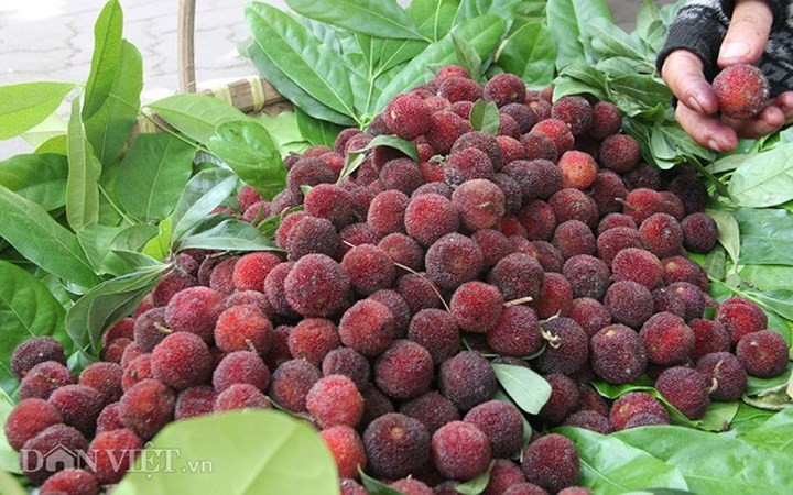 Thanh mai (còn gọi là quả dâu rừng), được trồng nhiều ở Lào Cai và Quảng Ninh. Vì mọc trên rừng nên lượng trái thanh mai không có nhiều. Do có vị chua nhẹ nên thanh mai có thể ăn ngay hay ngâm với nước đường làm nước giải khát mùa hè. Hiện thanh mai được bán với giá 130.000-150.000 đồng/kg, loại ngâm đường sẵn 650.000 đồng/lọ 500gram. (Ảnh: Dân Việt)