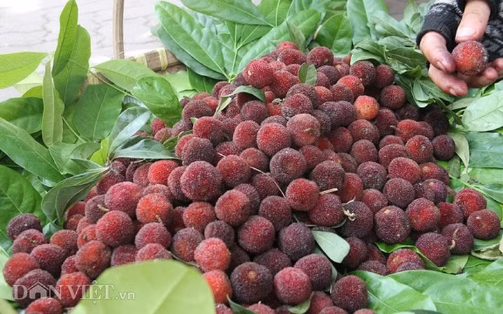 Thanh mai (còn gọi là quả dâu rừng), được trồng nhiều ở Lào Cai và Quảng Ninh. Vì mọc trên rừng nên lượng trái thanh mai không có nhiều. Do có vị chua nhẹ nên thanh mai có thể ăn ngay hay ngâm với nước đường làm nước giải khát mùa hè. Hiện thanh mai được bán với giá 130.000-150.000 đồng/kg, loại ngâm đường sẵn 650.000 đồng/lọ 500gram. (Ảnh: Dân Việt)