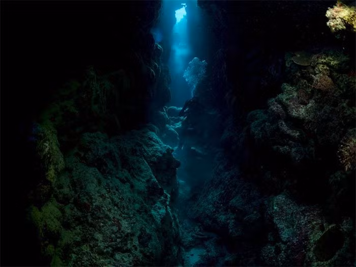 Thợ lặn bơi qua rạn san hô, tìm địa điểm quan sát thích hợp.