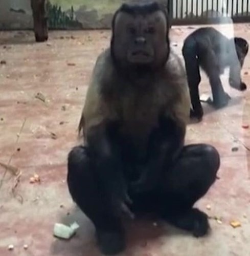 Một số người thậm chí nghĩ đây là một nhân viên vườn thú đóng giả làm khỉ. Ảnh: Rebelcircus.