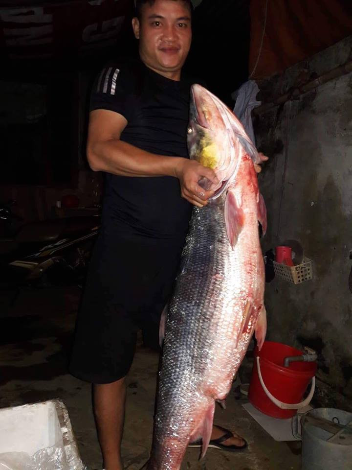 Phần bụng của con cá măng “khổng lồ”