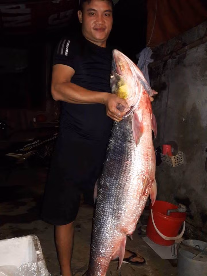 Phần bụng của con cá măng “khổng lồ”