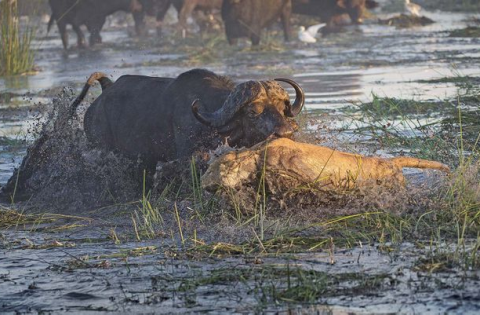 Không ít trường hợp được các nhiếp ảnh gia vô tình ghi lại cho thấy cảnh trâu Cape dũng mãnh chiến đấu chống lại vua của muôn thú để tự thoát nạn hay cứu giúp đồng loại thoát chết.