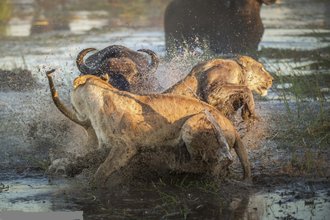 Sư tử không chỉ chật vật trong việc tiếp cận và hạ gục con mồi, chúng còn bị trâu rừng nổi giận húc tới tấp.