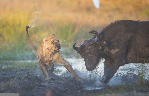 Heever đã không biết nên mừng cho trâu rừng hay buồn thay cho sư tử khi chứng kiến những kẻ đi săn phải hoảng sợ, tá hỏa bỏ chạy nhưng vẫn không kịp trước cặp sừng khỏe nhọn. Cuối cùng, không chỉ đành phải ngậm ngùi để tuột mất con mồi, cặp sư tử còn nhận về đầy vết xây xát và bị lấm lem, nhuộm đen bởi bùn lầy.