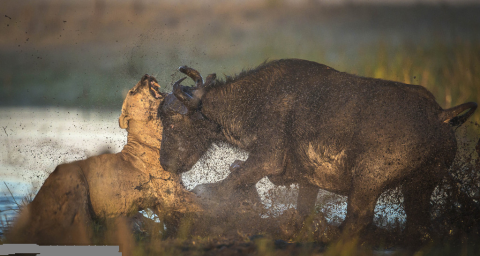 Ở châu Phi, sư tử là loài thú ăn thịt đáng sợ mà người ta hay gọi chúng là chúa tể muôn loài. Loài vật này dũng mãnh, linh hoạt và có kỹ năng săn mồi điêu luyện, lại thường đi kiếm ăn theo đôi, nhóm, bầy đàn. Trâu rừng Cape là mồi ngon ưa thích của sư tử và sư tử là kẻ thù tàn bạo nhất của loài trâu này. Song không phải lúc nào những cuộc đi săn cũng được như ý, đặc biệt là khi con mồi mà sư tử nhắm tới cũng cừ khôi không kém và dũng cảm chiến đấu tới cùng vì sự sống còn.