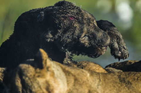 Nhiều sư tử đã phải bỏ cuộc với trâu trừng và phải tìm kiếm những động vật nhỏ khác như thỏ, linh dương con để lấp đầy bữa ăn.
