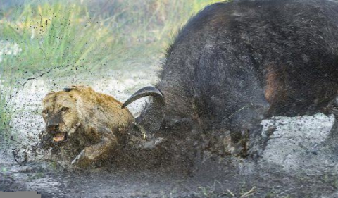 Sư tử có thể phải chịu thương tích đầy mình hoặc có thể nghiêm trọng hơn là dẫn tới bỏ mạng vì bị con mồi nổi điên quật ngược tơi tả. Loài vật ăn cỏ này đang ngày càng trở nên nguy hiểm hơn. Thậm chí, chúng còn trở thành nỗi e sợ hay mối họa đe dọa đến những kẻ săn thịt như sư tử.