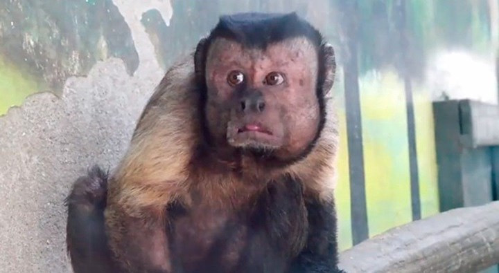 Chú khỉ này đã 18 tuổi và trở thành "ngôi sao" trên mạng xã hội của Trung Quốc. Ảnh: Medium.