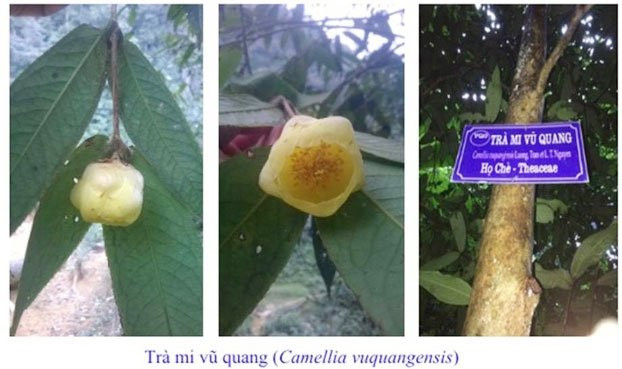 Cây và hoa trà mi Vũ Quang (Camellia vuquangensis) - (Ảnh: Việt Hùng).