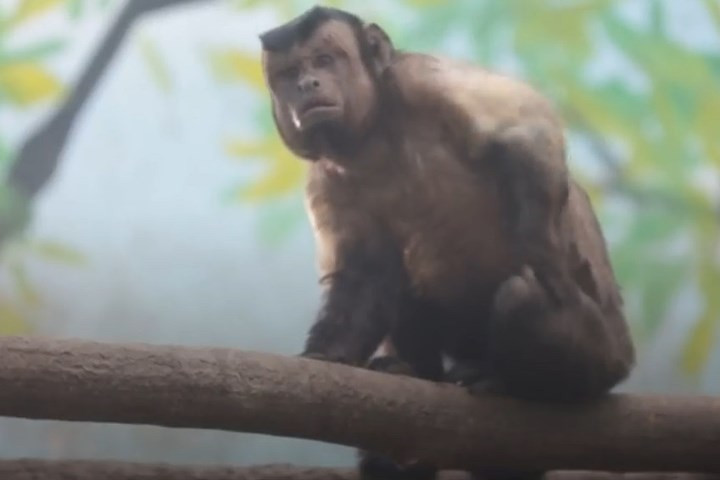 Mạng tin tức truyền hình nhà nước Trung Quốc CGTN cho biết, chú khỉ này thuộc loài khỉ mũ (capuchin), gốc ở Trung và Nam Mỹ. Ảnh: CGTN.