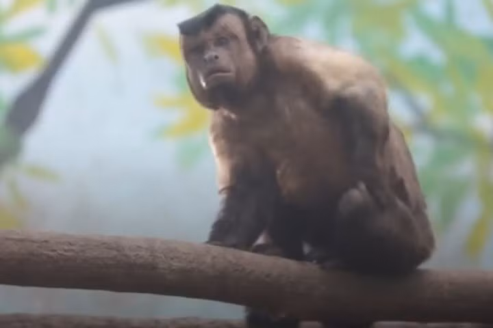 Mạng tin tức truyền hình nhà nước Trung Quốc CGTN cho biết, chú khỉ này thuộc loài khỉ mũ (capuchin), gốc ở Trung và Nam Mỹ. Ảnh: CGTN.