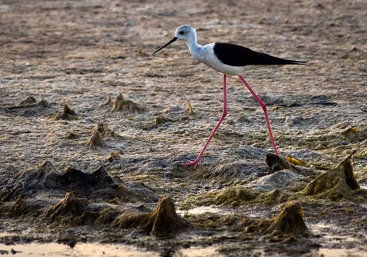 Chú chim cà kheo cánh đen, “kiêu sa sải bước” như đi trên sàn catwalk bên bờ biển Azov, bán đảo Crimea.