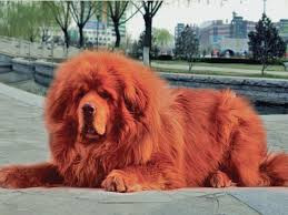 Ngao tạng luôn có tính cảnh giác cao độ và không bao giờ ăn thức ăn của người lạ, chúng cũng sẵn sàng chiến đấu mọi lúc mọi nơi nếu có kẻ xâm nhập hoặc làm hại đến gia đình.