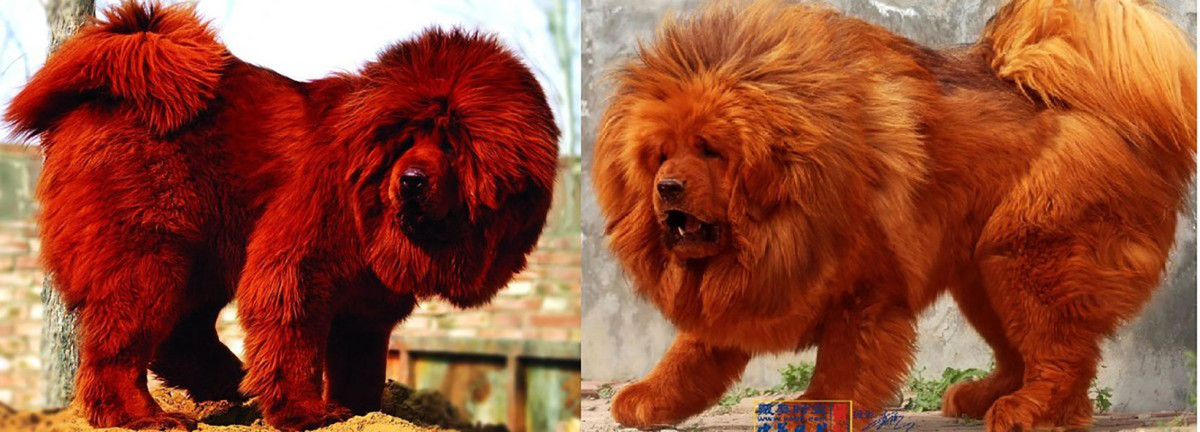 Chó ngao Tây Tạng được cho là “Chúa tể của thảo nguyên” và được mô tả như "To hơn chó soí, mạnh hơn báo hoa và nhanh hơn hươu nai". Có khả năng chó ngao Tây Tạng là tổ tiên của một số giống chó Mastiff ngày nay. Loài chó Tây Tạng được tình cờ phát hiện bởi hai nhà thám hiểm người Ý tại ngôi làng Jhangihe, toạ lạc ở độ cao 5200m so với mực nước biển giữa khu tự trị Tây Tạng.