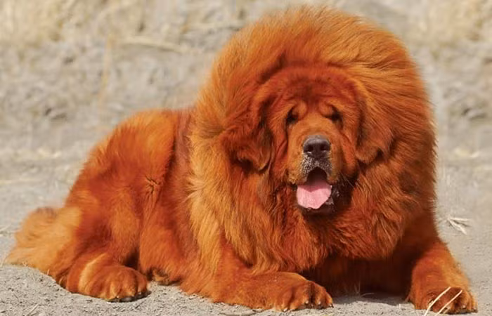 Chó ngao Tây Tạng có kích thước khá đồ sộ. Cao ít nhất 71 cm đối với chó đực. Nặng khoảng từ 64–82 kg. Lông : Với bộ bộ lông 2 lớp, lớp lông ngoài mềm và dài còn lớp lông trong bông như len. nó có thể thích nghi với mọi thời tiết khắc nghiệt nhất. Chó ngao Tây Tạng có phần lông ở cổ đặc trưng trông như bờm sư tử. Màu: đen, đen -nâu, đen -vàng, xám hoặc vàng. Đuôi: luôn cuộn cao trên lưng. Đầu: phẳng, không có nếp nhăn. Hình thế cân đối và oai vệ.