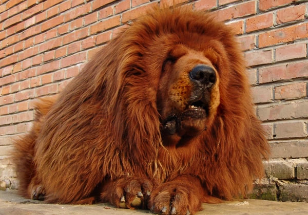 Chó ngao Tây Tạng là một giống chó được người Tây Tạng nuôi và huấn luyện để bảo vệ gia súc và bảo vệ cuộc sống của những người dân bản địa trên vùng núi Himalaya khỏi những con thú hoang như chó sói, hổ, gấu và để canh gác các tu viện ở Tây Tạng.