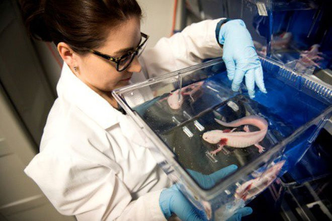 Mô phỏng khả năng tái tạo của kỳ giông Mexico.