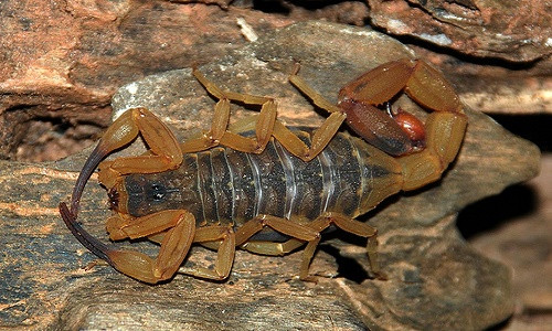 Bọ cạp đang trở thành nỗi ám ảnh đối với người dân các khu đô thị ở Brazil.