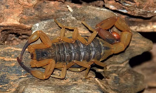 Bọ cạp đang trở thành nỗi ám ảnh đối với người dân các khu đô thị ở Brazil.