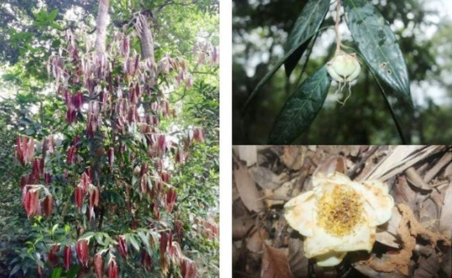 Trà mi Hà Tĩnh (Camellia hatinhensis) - (Ảnh: Việt Hùng).