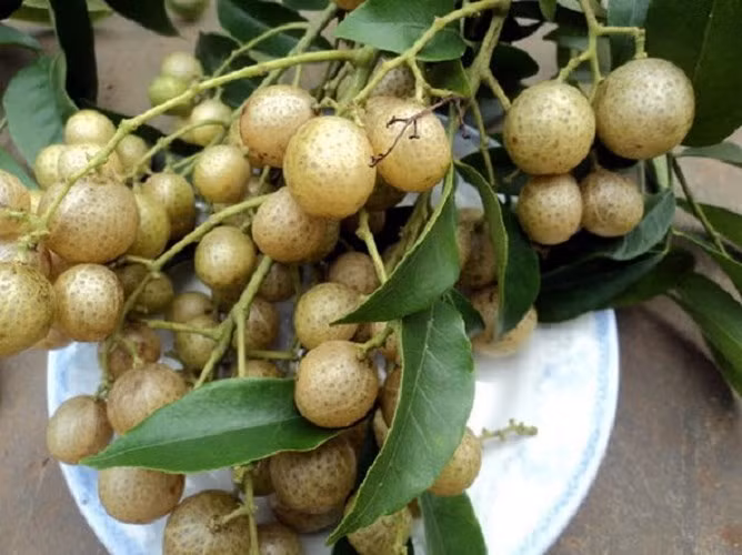 Trước kia trái mắc mật mọc nhiều trên rừng và được coi là cây dại không có giá trị như trái xay rừng hay trái sim. Tuy nhiên, hiện nay mắc mật lại là một trong những trái rừng sạch với nhiều công dụng nên được ưa chuộng tại nhiều thành phố lớn. Tại Hà Nội, mắc mật tươi có giá bán khoảng 50.000 đồng/kg, mắc mật khô thì có giá khoảng 200.000 đồng/kg. (Ảnh: Dân Việt)