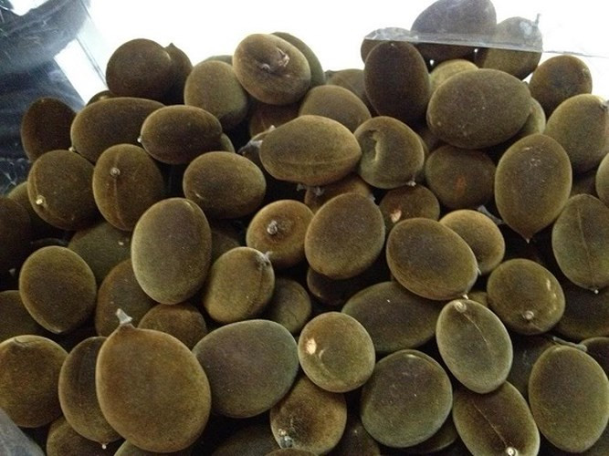 Xay rừng có giá 160.000 - 250.000 đồng/kg quả tươi, 500.000 đồng/kg loại rim đường, trái xay rừng đang trở thành món ăn vặt "hot" hiện nay. Trái cây rừng này ban đầu dân dã nhưng ngày càng hiếm, xuất hiện nhiều ở Gia Lai và lác đác ở vài cánh rừng rậm thuộc phía Bắc thị xã Ninh Hòa (Khánh Hòa) và Tuy Hòa (Phú Yên), Quảng Ngãi. (Ảnh: Zing)