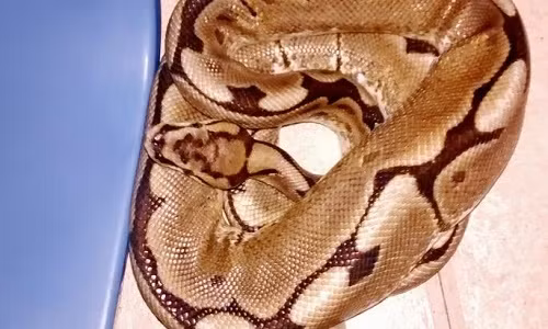 Con trăn lẻn vào nhà trong đêm khi người phụ nữ đang say ngủ. (Ảnh: PA)