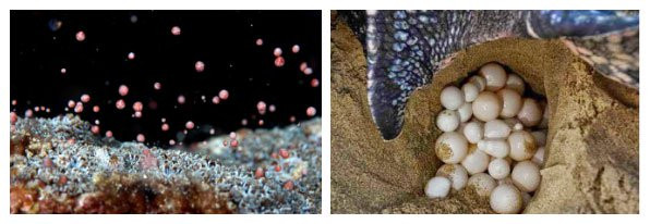 Tại thời điểm rộ nhất, số lượng giao tử được phát tán nhiều đến mức lòng biển như thể có bão tuyết.