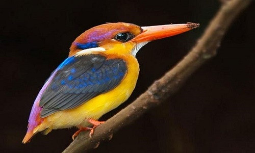 Các loài chim vẫn giữ được màu lông sặc sỡ khi chúng về già.