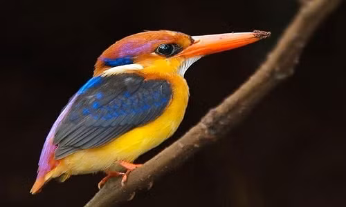 Các loài chim vẫn giữ được màu lông sặc sỡ khi chúng về già.