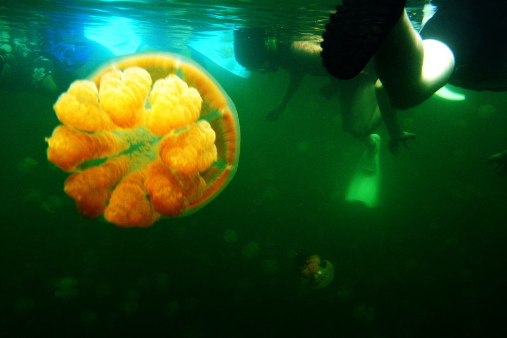 Tại Hồ Sứa chỉ có 2 loại sứa sinh sống là sứa vàng (golden jellyfish - tên khoa học là Mastigias papua) và sứa mặt trăng (lunar jellyfish - tên khoa học là Aurelia).