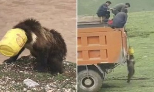 Sau nhiều sự nỗ lực cuối cùng con gấu cũng được người dân giải cứu.