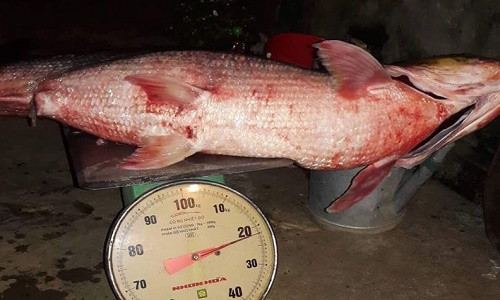 Con cá măng nặng 22kg