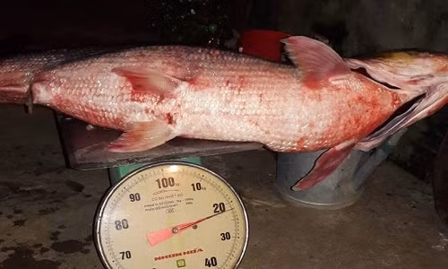 Con cá măng nặng 22kg