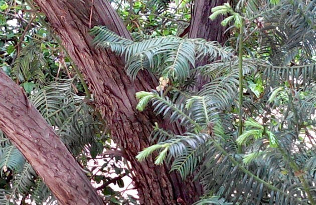 Đỉnh tùng có khu vực phân bố tương đối hẹp, nên đã được đưa vào Sách Đỏ Việt Nam và được xếp ở cấp R – cấp hiếm.