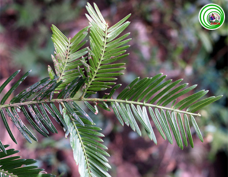 Hiện cây đỉnh tùng đang đứng trước nguy cơ tuyệt chủng. Tỉnh Lâm Đồng hiện chỉ còn 34 cây đỉnh tùng, trong đó có năm cây trưởng thành. Rừng Tây Nguyên vốn có thảm mùn dày, hạt đỉnh tùng nảy mầm khó tiếp xúc với tầng đất dẫn đến rất ít cơ hội cho loài cây này tái sinh tự nhiên. Nhóm nghiên cứu đang đề xuất với địa phương tìm phương án để phát triển quần thể đỉnh tùng, nhằm bảo tồn nguồn gene quý.