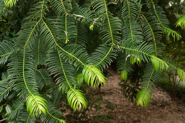 Gỗ đỉnh tùng có chất lượng cao, chịu mối mọt, được sử dụng làm đồ mỹ nghệ cao cấp. Hạt có dược tính, còn vỏ đỉnh tùng Hải Nam dùng chữa sốt.