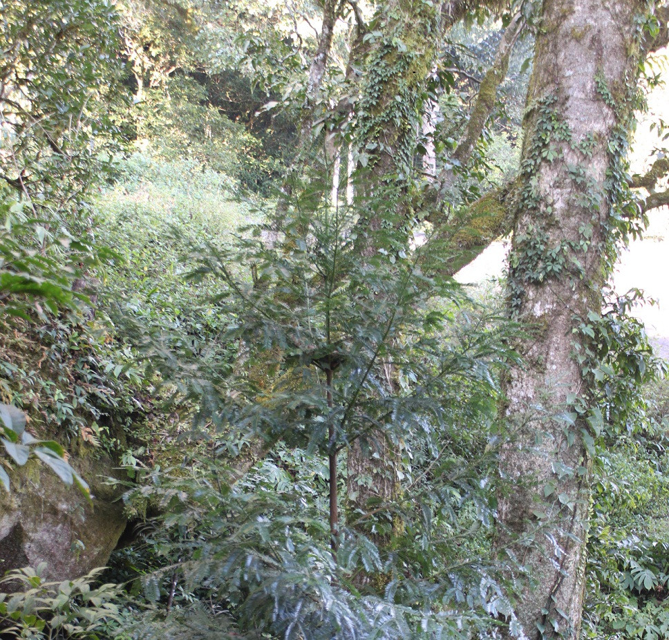 Tuy để ứng dụng nghiên cứu vào sản xuất thuốc là cả một chặng đường dài. Sau kết quả ở phòng thí nghiệm, hoạt chất mới cần qua các bước thử nghiệm trên chuột và lâm sàng trên người. Thêm vào đó, nguyên liệu đầu vào vô cùng khan hiếm do hoạt chất mới chỉ có giá trị khi tách chiết từ cây trưởng thành từ 5-10 năm tuổi. Nhưng đây cũng được xem là bước tiến mới, đáng mừng. Ảnh: Cây con đỉnh tùng ở khu vực núi Pha Luông