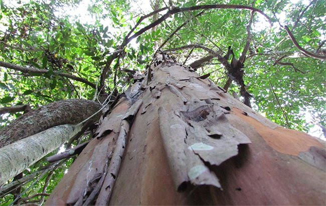 Theo nghiên cứu, hoạt chất mới được phát hiện từ cây đỉnh tùng có tác dụng ức chế nhiều bệnh như ung thư phổi, gan, biểu mô và ung thư vú. Điều này được phát hiện qua quá trình các nhà khoa học của bảo tàng Thiên nhiên Việt Nam nghiên cứu 15 loài cây lá kim ở Tây Nguyên