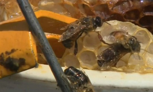 Người phụ nữ 52 tuổi làm giúp việc bị tấn công bởi đàn ong chui ra từ miệng cống.