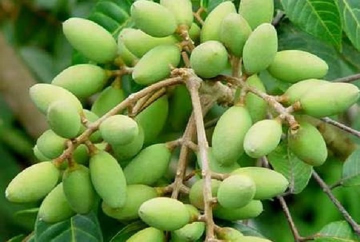 Cây trám đã trở thành cây trồng quen thuộc trên đất đồi, cho thu nhập cao đối với nhiều hộ gia đình. Được thị trường ưa chuộng, nên trái trám mang ra chợ lúc nào cũng bán hết nhanh, với giá bình quân 40.000 – 50.000 đồng/kg. Nhiều gia đình có thu nhập hàng trăm triệu đồng từ cây trám mỗi năm. (Ảnh: Dân Việt)