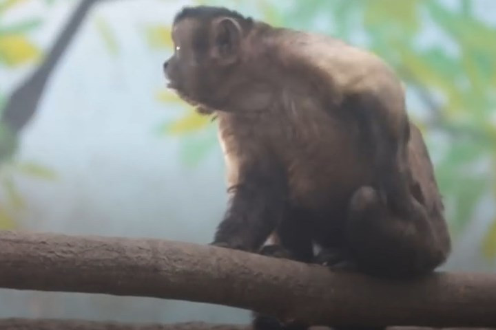 Người trông coi vườn thú cho biết: “Hễ khi nào có thức ăn, chú khỉ này sẽ ăn đầu tiên”. Ảnh: CGTN.